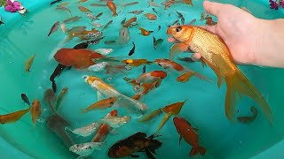 Cute Baby Perch Ranchu Goldfish Catfish Molly Betta Dwarf Gourami Koi Carp Fish animals Videos P1030