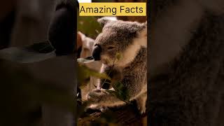 Amazing Facts about animals 😀#shorts #facts #information #youtubeshorts