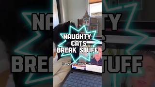 Naughty Cats Break Stuff Compilation #funny #funnycats #breakstuff