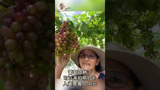 UNIQ FRUITS FARM 牛塲稀果园  #Shorts