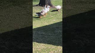 🪿"Meet The Quackers"🪿#ducks #nature #wildlife