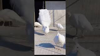 cham cham #shortvideo #peacock #sbyshorts #whitepeacock #mor #mordance