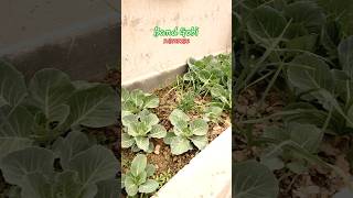 Band Gobi Vegetable at rooftop Grow cabbage #vegetables #homegarden #kitchengarden #gardeningtips