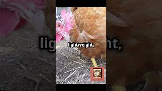 Egg Layers vs Meat Chickens What's the Difference? #KnowYourChickens  #SustainableFarming #Nature