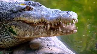 Creepy Crazy Cranky CROCODILE #short #shorts #shortvideo #shortsvideo