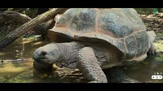 Aldabra Giant Tortoises Enjoy A Watermelon Fruits Bucket