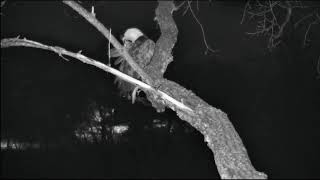 24-11-2018 1 Réveil et toilette sur la branche