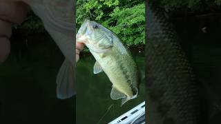 Beautiful! Not a Scratch or Scar on this Largemouth! #bass #fishing #fish