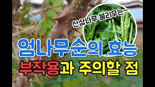 '산삼나무' 엄나무순의 효능 부작용까지 한 번에!the efficacy of Kalopanax septemlobus