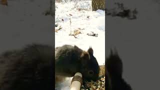 Cute Squirrel Makes Noises When Eating