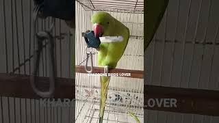 Awesome Talking Ringneck Parrot #youtubeshorts #viralshorts #shorts