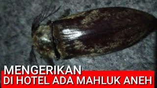 NGASIH MAKAN MAHLUK ANEH DI HOTEL