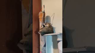 Пикси веселится летает 🤪 #music #топ #cats #bobcat #happycat #юмор