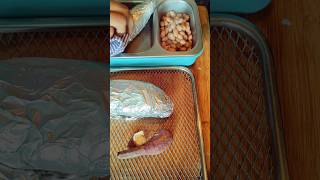 Ep#150 My hubby's fasting day breakfast lunchbox #shorts #lunchbox #fasting#weightloss#healthy#meb4u