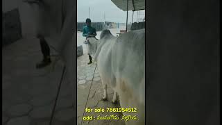 ఒంగోలు కోడె దూడ | 76619 54512 || Ongole heifer