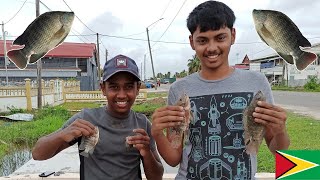 Cast Net Fishing For Tilipia At Albion Front Guyana