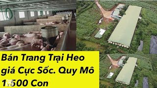 K có người quản lý bán gấp trang trại heo quy mô tổng diện tích 2.2 ha