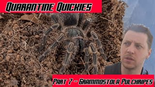 QUARANTINE QUICKIES part 7 Grammostola Pulchripes