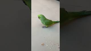 Cute Ringneck parrot #africangrey #cockatoos #parrot #indianringneckparrot #shorts #bird #talkingp