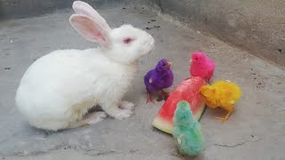 Rabbit and hen chick's Eating watermelon in Lunch