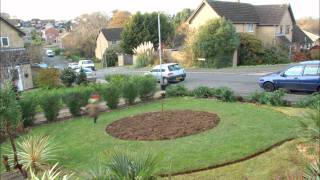 Leylandii Removal