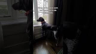 Abandoned (and alone) #gsp #germanshorthairedpointer #dogdad #dogmom #funnydog #cutedog #dogvideo