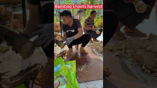 Bamboo shoots harvest harvest, easy, simple and labor-saving, fast。竹筍種植收穫大豐收，輕輕鬆松，簡單省力，快速一刀一節切割，鮮嫩好吃