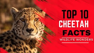 Top 10 Cheetah Facts | Wildlife Wonders