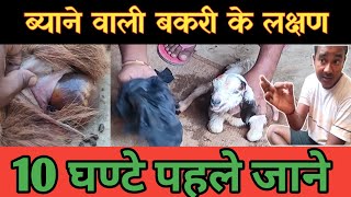 10 12  घंटे मे बच्चे देने वाली बकरी के लक्षण | Goat Delivery Symptoms |Vimalumrao