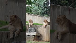 🦁🦁Royal Diplomacy: Unforgettable Encounter with Two Lady Lions! A Regal Zoo Experience #animals