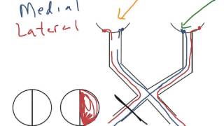 How to Biology & Anatomy: Optic pathways