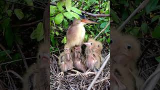 The Chicks Bite Mother Beak For Food #babybirds #birds #shortvideo #shorts