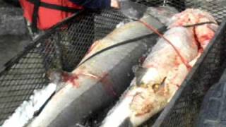 Sturgeon 2011 video.avi