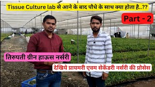 Tissue Culture Lab से आने के बाद पौधे के साथ क्या होता है? #तिरुपती‌‌_ग्रीन_हाऊस_नर्सरी #आसानखेती