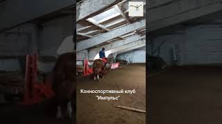 Чем точят зубы лошадям. Конноспортивный клуб Импульс. Мордовия.