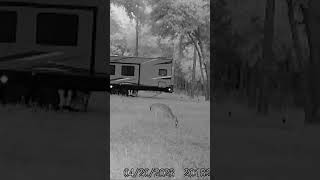 Deer caught lacking on trail cam 🦌 #volumeup