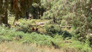 High Sierra Trail | Day 0 | Sequoia National Park