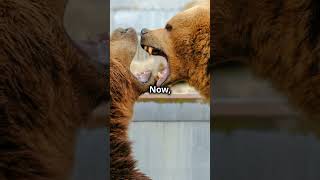 Epic Showdown Part 2 - Lion & Tiger vs Polar & Grizzly Bears! #animals #shorts