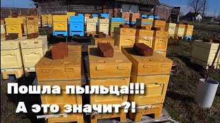 Пошла пыльца! Стартуем? Или дальше зимуем?