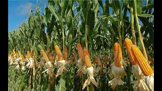 The Life Cycle of Corn | Modern Agriculture Planting Harvest of Corn Cobs | Largest Grain Crop