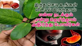 இந்தசெடி உங்கள் வீட்டில் இருந்தால் என்னநடக்கும் என்று தெரிந்தால் அதிர்ந்து போவீர்கள் Ranakalli Plant