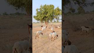 Sheeps & Goats in Thar Desert #shorts