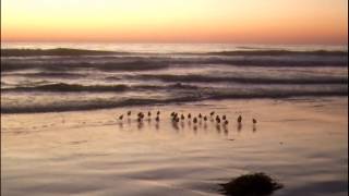 Dunlin birds at San Diego shores ...