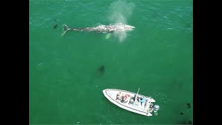 Depoe Bay Whales - Drone Highlights