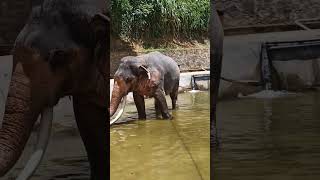 Elephant Sri Lanka🐘#subscribe#elephant#srilanka#srilankaelephant#short#shorts#shots#shortsvideo