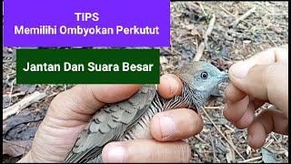 TIPS Memilih Perkutut Jantan Yang Bersuara Besar - Perkutut Lokal suara Besar