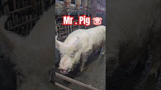 Hello 🐷 #pigging #piggy #pig #farming #short  #shortvideo #animals #bigpig #shorts #subscribe #usa