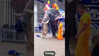 Pulathisi Raja🐘🖤|Like & Subscribe #pulathisiraja #tusker #like #subscribe #tuskology