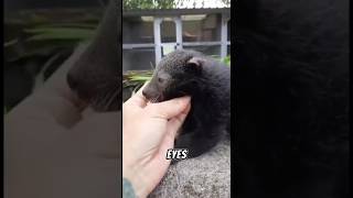 Baby Binturong Kit Cute Animal #binturong #animals #wildanimals #cute #shorts