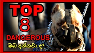 TOP 8 MOST DANGEROUS DOGS IN THE WORLD (Sinhala) 🇱🇰 Raula